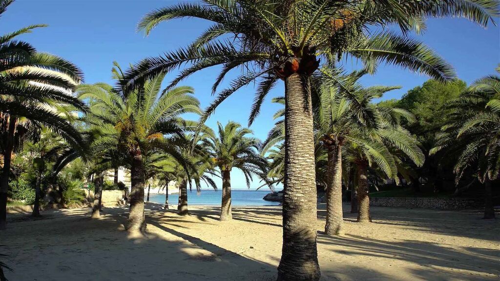 palmy na plaży