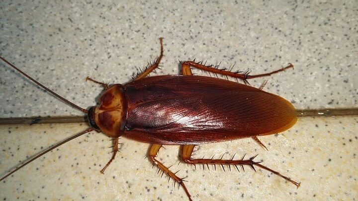 karaluch - zwierzęta ktore mozna spotkac w domach na majorce