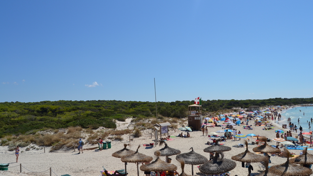 Las sosnowy otaczający Es Trenc oraz wejście na plażę