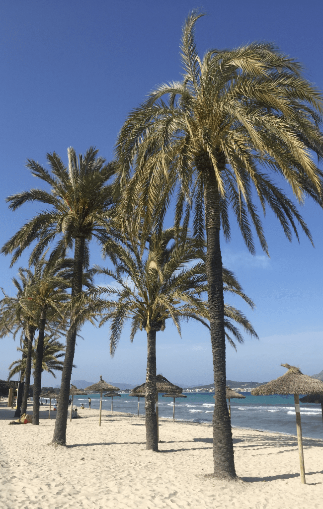 palmy rosnące na plaży, Playa de Muro, Majorka