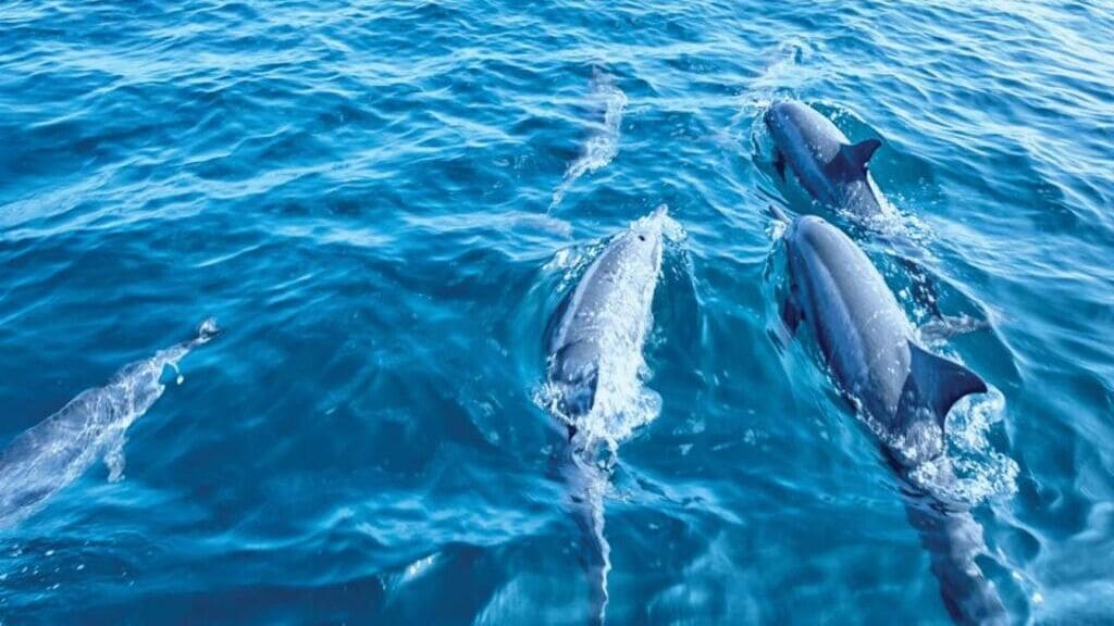 delfiny w morzu